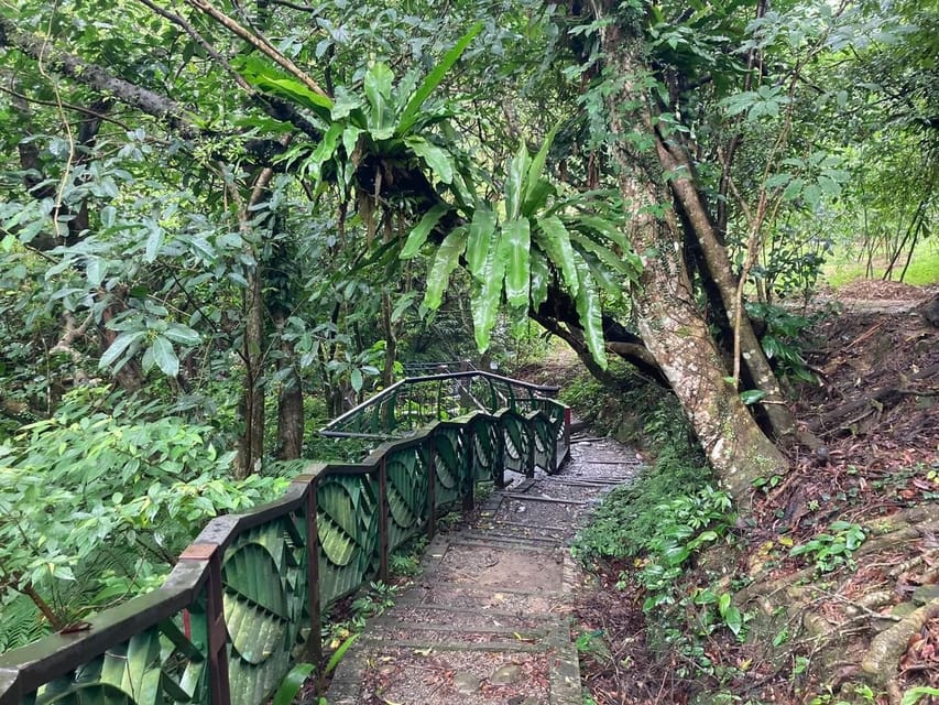 From Taipei: Pinglin Tea Culture and Maokong Guided Day Tour - Guide quality shapes the whole day