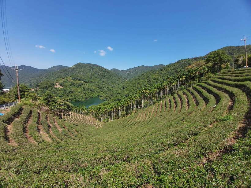 From Taipei: Thousand Island Lake and Pinglin Tea Plantation - Key points to know before booking