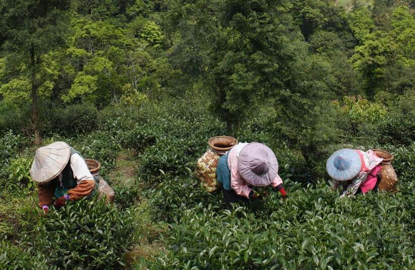 From Taipei: Thousand Island Lake and Pinglin Tea Plantation - Pinglin Tea Museum in a traditional courtyard