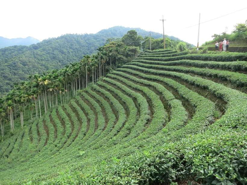 From Taipei: Thousand Island Lake and Pinglin Tea Plantation - How much value do you get for $40?