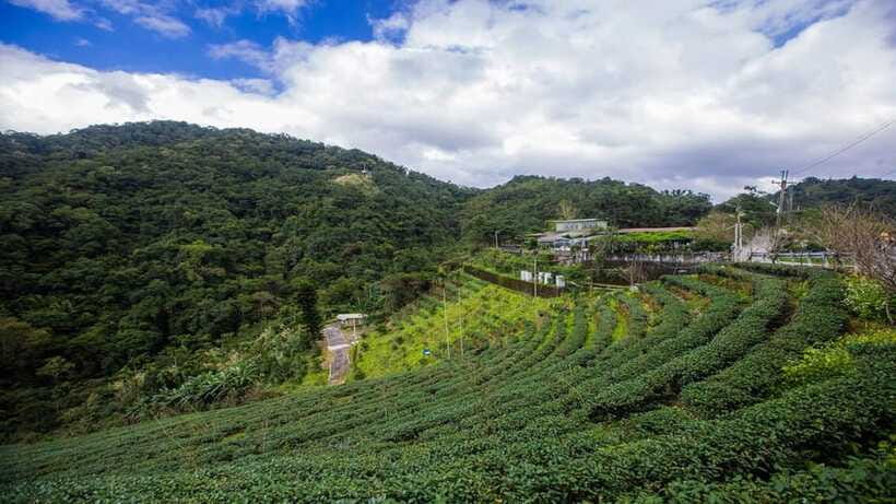 From Taipei: Thousand-Island Lake & Tea Museum Private Tour - What $88 per person really covers