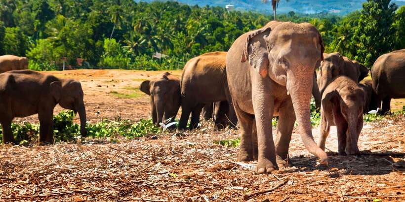 From west coast: Kandy, Tooth temple, Botanical & Tea garden - Why this Kandy day trip makes sense from the west coast