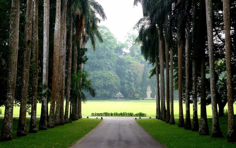 From west coast: Kandy, Tooth temple, Botanical & Tea garden - Peradeniya Botanical Garden and its tropical collection
