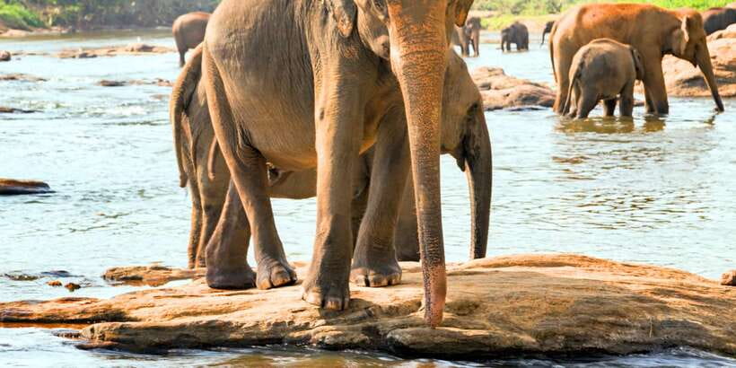 From west coast: Kandy, Tooth temple, Botanical & Tea garden - Who should book this day in Kandy?