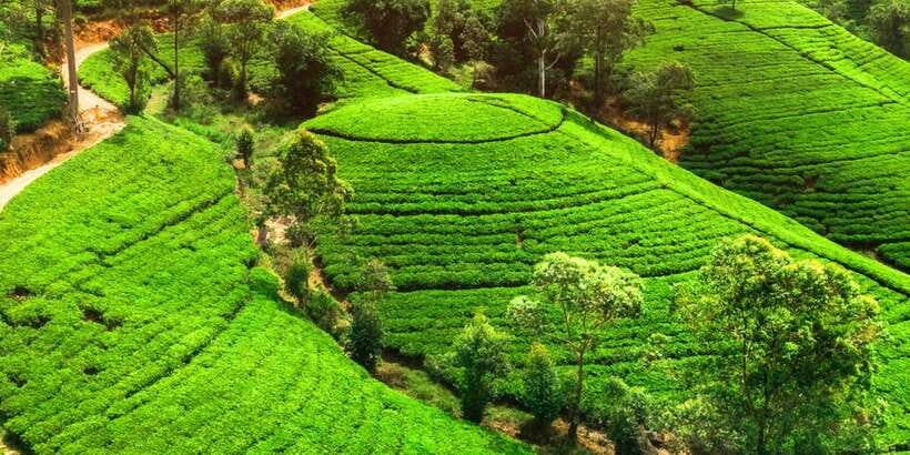 From west coast: Kandy, Tooth temple, Botanical & Tea garden - The road inland and the first look at Kandy