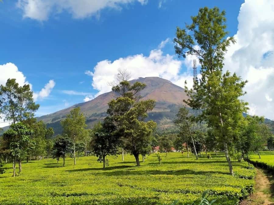 From Yogyakarta: Dieng Tour, Golden Sunrise & Tea Plantation - Why this Dieng Plateau trip is worth the early start