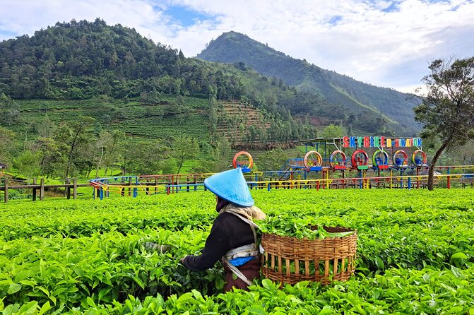 Full-Day Adventure: Tea Plantation & the Mystical Dieng Plateau - Sikidang Crater and the signs of volcanic heat