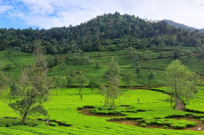 Full-Day Adventure: Tea Plantation & the Mystical Dieng Plateau - What the $68 price really covers