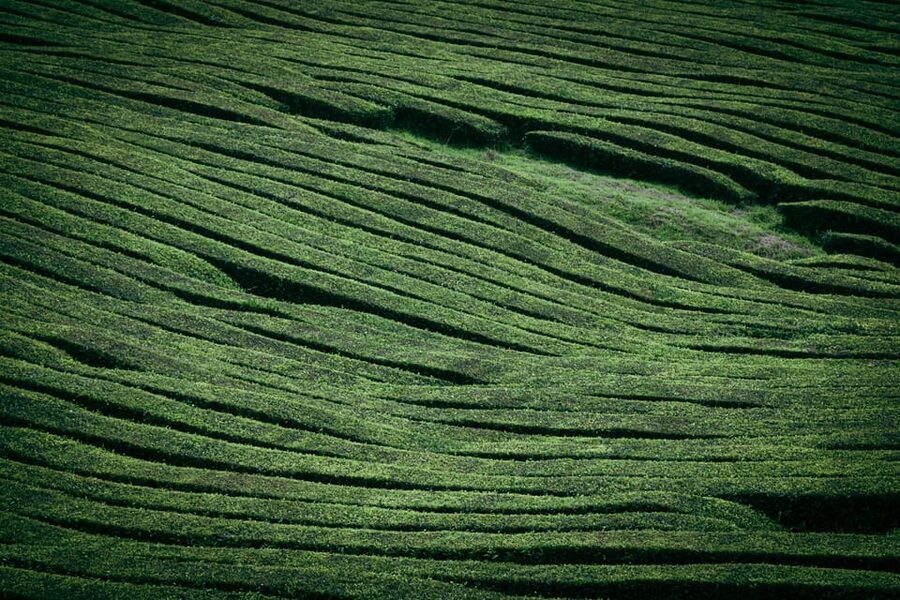 Full Day: Furnas, Tea Plantations & More With Lunch - Cozido das Furnas, lunch from the earth