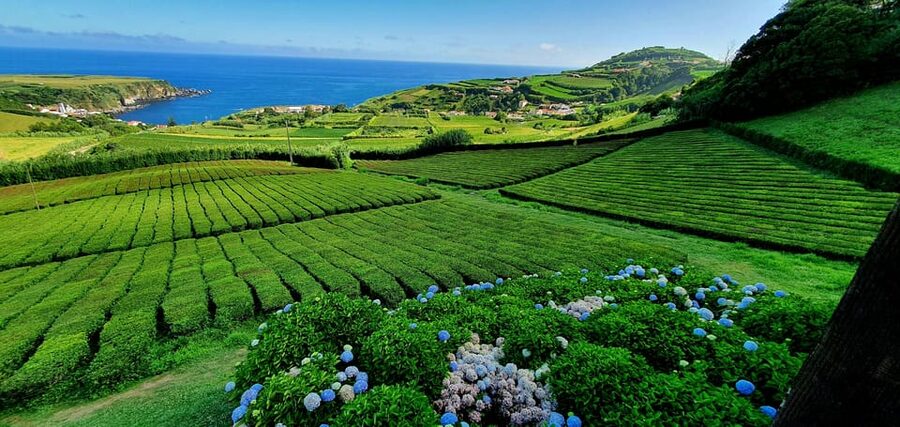 Full Day: Furnas, Tea Plantations & More With Lunch - Tea fields on the North Coast