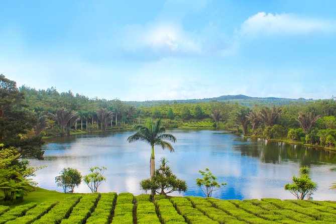 Full Day Guided Tea Route Mauritius: Including Lunch - Bois Cheri: the main tea stop