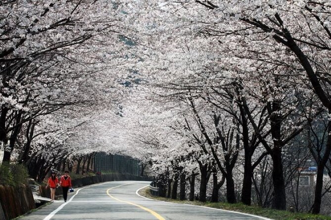 Full-day Hadong, Gwangyang, Cherry blossom, Green Tea Fields Private Tour - Key Points Before You Book
