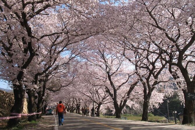 Full-day Hadong, Gwangyang, Cherry blossom, Green Tea Fields Private Tour - Seomjin River and the Shimni Beotkkot Road