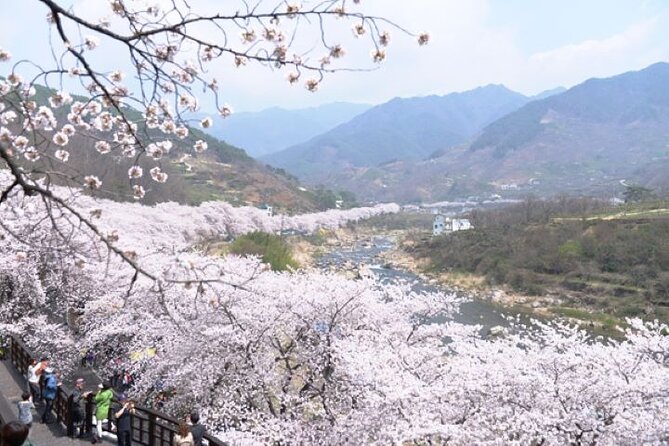 Full-day Hadong, Gwangyang, Cherry blossom, Green Tea Fields Private Tour - Ssanggyesa Temple Beneath Jirisan