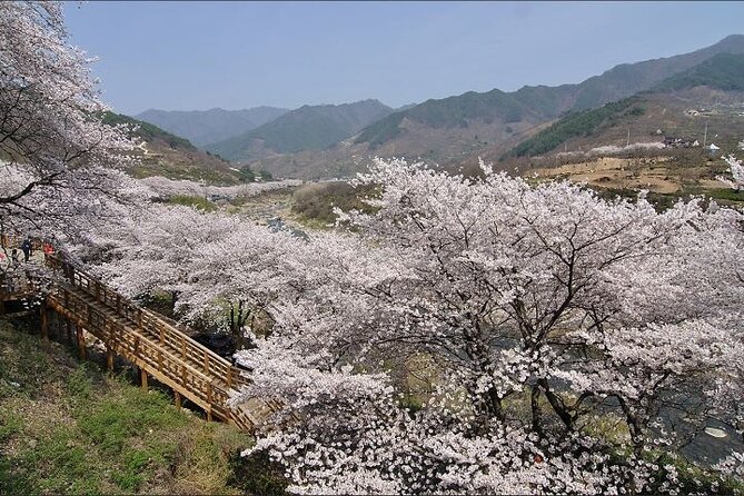 Full-day Hadong, Gwangyang, Cherry blossom, Green Tea Fields Private Tour - Hadong Tea Museum and Korean Tea Culture