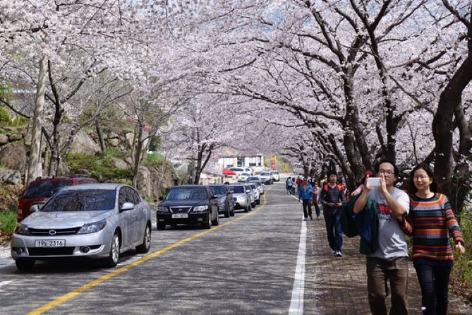 Full-day Hadong, Gwangyang, Cherry blossom, Green Tea Fields Private Tour - Gwangyang Maehwa Village and Plum Products