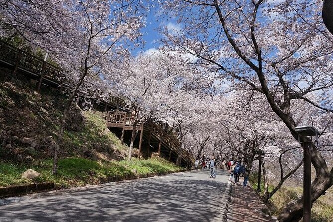 Full-day Hadong, Gwangyang, Cherry blossom, Green Tea Fields Private Tour - Gwangyang Bulgogi for the Final Meal