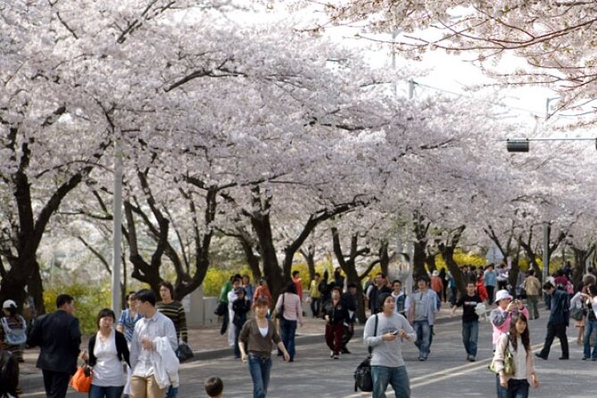 Full-day Hadong, Gwangyang, Cherry blossom, Green Tea Fields Private Tour - Hwagae Market: A Useful Break From the Flowers