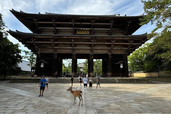 Full Day Nara Deer, Temple, Shrine, Activities & Tea Ceremony - Kikuichi and the craft of Japanese knives