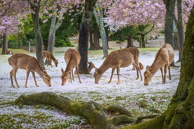 Full Day Nara Deer, Temple, Shrine, Activities & Tea Ceremony - Kasuga Taisha and the spirit of Shinto