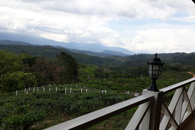 Full Day Sabah Tea Plantation & WWII Memorial - Sabah Tea Garden at 2,272 feet
