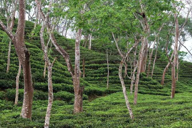 Full Day Sreemangal Tea Garden & National Park Hiking Tour - Tea gardens across Sreemangal’s rolling hills