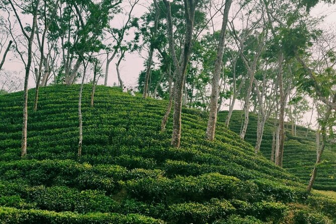 Full Day Sreemangal Tea Garden & National Park Hiking Tour - Who should book this tour?