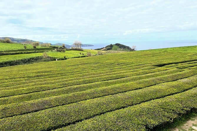 Furnas Vale, Gorreana Tea Factory Private Van Tour - Why this private São Miguel route works well