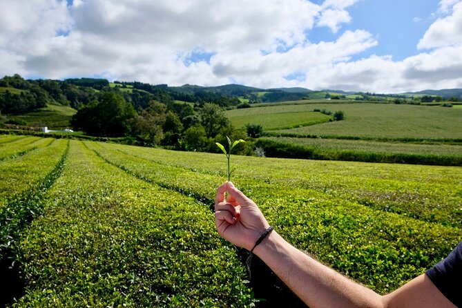 Furnas Volcano & Tea Plantation With Traditional Lunch, East Tour - Pico do Ferro and the Furnas caldera