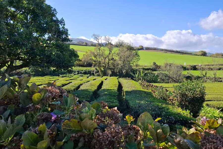 Furnas: Volcano Wonders, Tea Plantation & Waterfall Tour - Why this São Miguel day tour works well