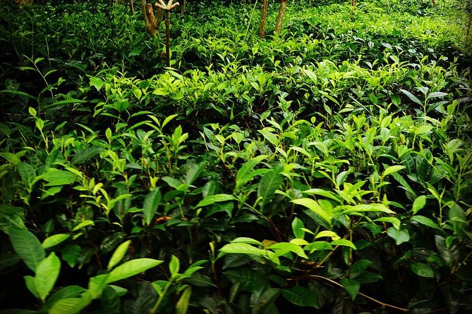 Galle Day Tour and Tea Plantation from Bentota & Other Places - Jungle Beach near Unawatuna