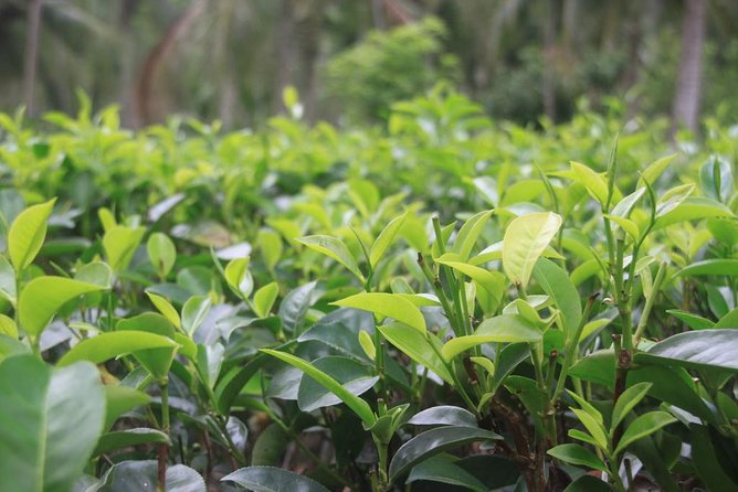Galle Day Tour and Tea Plantation from Bentota & Other Places - Koggala’s stilt fishermen: a quick coastal pause