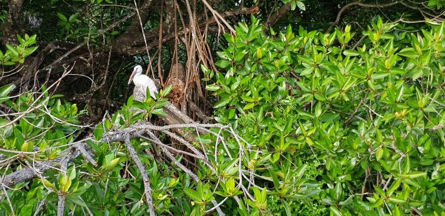 Galle Day Trip with River Safari, Sea Turtles & Tea Factory - The driver-guide can shape the whole day