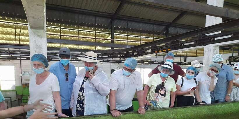 Galle Day Trip with River Safari, Sea Turtles & Tea Factory - The turtle conservation project has a clear purpose