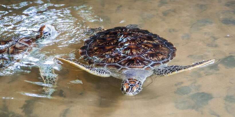 Galle Day Trip with River Safari, Sea Turtles & Tea Factory - The gemstone museum is the one stop to question