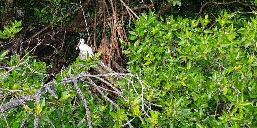 Galle Day Trip with River Safari, Sea Turtles & Tea Factory - The Bentota River Safari comes first
