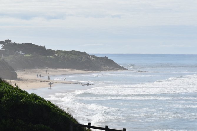 Great Ocean Road Tour Plus Koalas, Forest Walk and Morning Tea - Kennett River: Your Best Chance for Wild Koalas