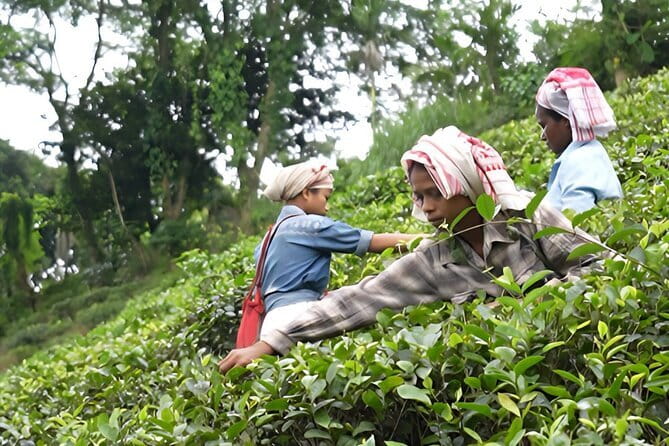 Guwahati Tea Garden tour @ Amchong - Key points about the Amchong tea experience