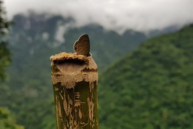 Guwahati Tea Garden tour @ Amchong - Is the $11.22 price good value?