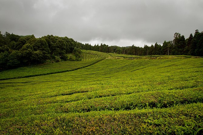 Half day Gorreana - Pedestrian Walk and Tea Tasting (Min. 2 persons) - Key points at a glance
