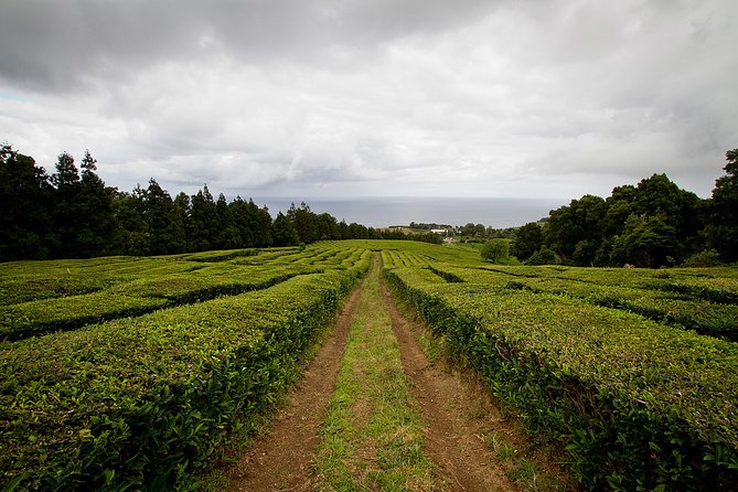 Half day Gorreana - Pedestrian Walk and Tea Tasting (Min. 2 persons) - Why Gorreana makes a fine São Miguel morning