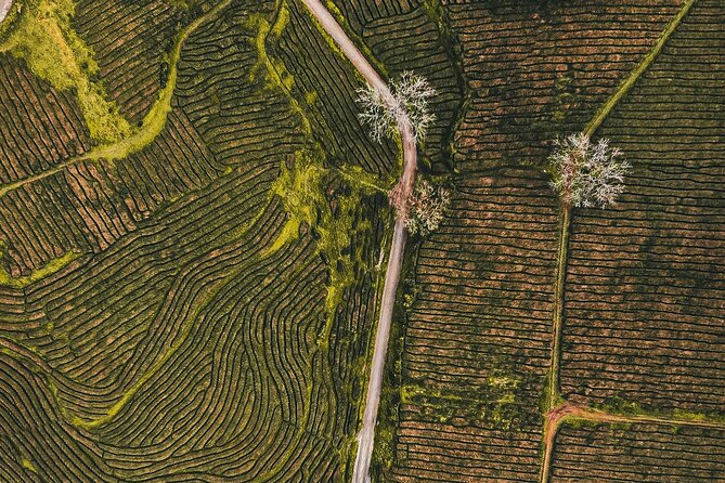 Half day Gorreana - Pedestrian Walk and Tea Tasting (Min. 2 persons) - The 3.4-kilometer walk through the tea fields