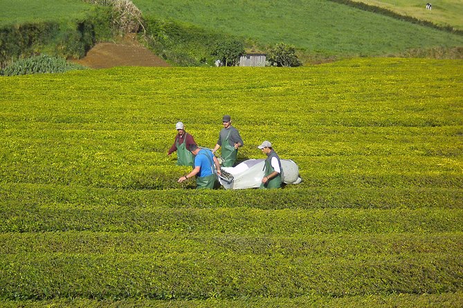 Half day Gorreana - Pedestrian Walk and Tea Tasting (Min. 2 persons) - Inside Europe’s only tea factory of its kind