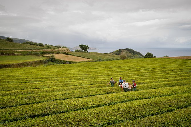Half day Gorreana - Pedestrian Walk and Tea Tasting (Min. 2 persons) - The morning pickup from Ponta Delgada