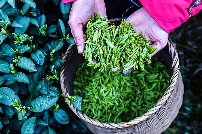 Half-Day Hangzhou Jiuxi Stream and Tea Plantation Experience - Timing, pickup, and the private format