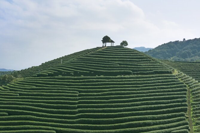 Half-Day Hangzhou Jiuxi Stream and Tea Plantation Experience - Small practical details that improve the day