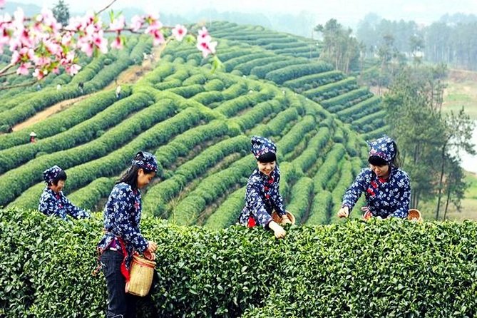 Half-Day Hangzhou Private Tour with Green Tea Village and Lingyin Temple - Lingyin Temple, one hour inside an active Buddhist complex