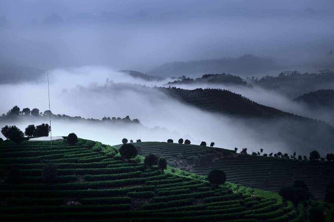 Half-day Tour: Largest Tea Plantation & Amazing Xianggong Hill - A useful half-day pairing in Yangshuo