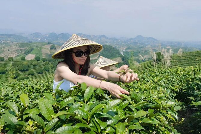 Half-day Tour: Largest Tea Plantation & Amazing Xianggong Hill - Morning or afternoon: which should you choose?