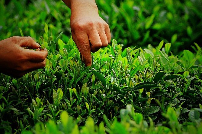 Hangzhou West Lake and Tea Plantation Half Day Tour - Who should book this four-hour outing?